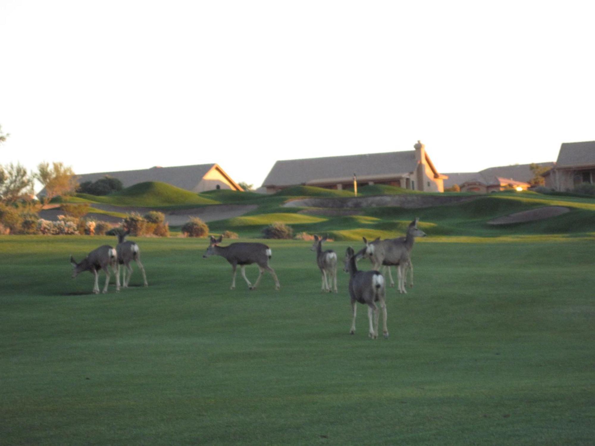 Gold Canyon Golf Resort Oda fotoğraf
